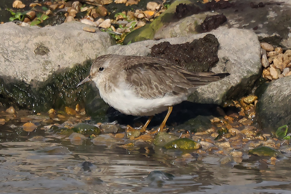 Temminck's stint